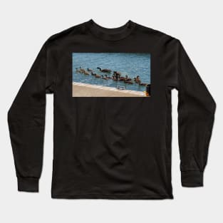 A Lot of Canada Geese Goslings Swimming Long Sleeve T-Shirt